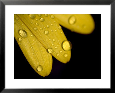 Close View Of Water Drops On The Petals Of A Yellow Flower, Groton, Connecticut by Todd Gipstein Pricing Limited Edition Print image