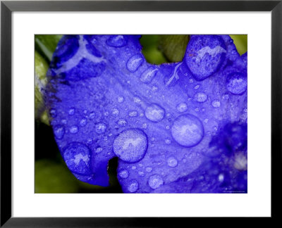 Close View Of Water Drops On An Insect Damaged Petunia Petal, Groton, Connecticut by Todd Gipstein Pricing Limited Edition Print image