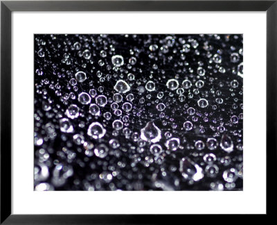 Close View Of Water Droplets On A Spider Web, Groton, Connecticut by Todd Gipstein Pricing Limited Edition Print image