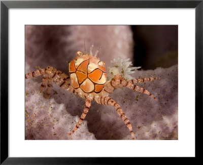 Boxer Crab On Sponge, Bali, Indonesia by Tim Laman Pricing Limited Edition Print image