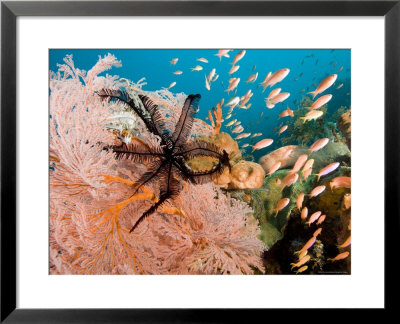 Anthias Fish Swim By A Sea Fan With A Black Crinoid Feather Star, Bali, Indonesia by Tim Laman Pricing Limited Edition Print image