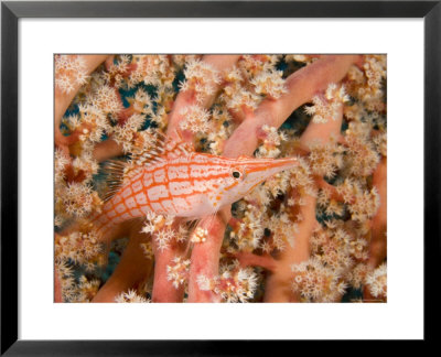 Closeup Of A Long-Nosed Hawkfish, Bali, Indonesia by Tim Laman Pricing Limited Edition Print image