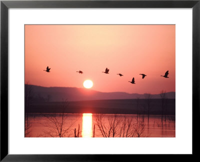 Flock Of Canada Geese Flying Over A Lake At Sunset, Pennsylvania by Ira Block Pricing Limited Edition Print image