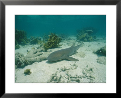 Nurse Shark Rests On The Sea Floor Off The Coast Of Key West by Wolcott Henry Pricing Limited Edition Print image