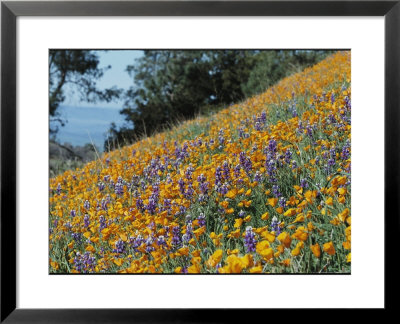Poppies And Lupine Flowers Blanket A Coastal Field by Marc Moritsch Pricing Limited Edition Print image