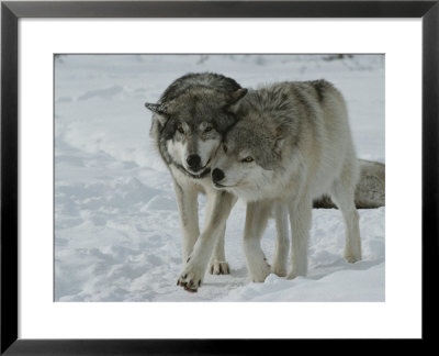 Two Gray Wolves, Canis Lupus, Pal Around In A Snowy Landscape by Jim And Jamie Dutcher Pricing Limited Edition Print image