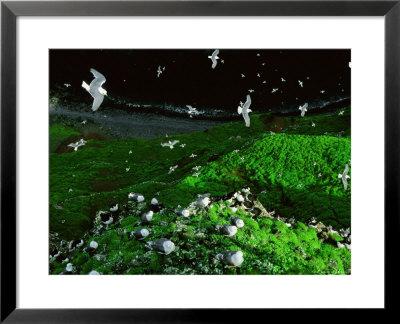 Various Seabirds On The Hundred-Story High Bluffs Cliffs by Joel Sartore Pricing Limited Edition Print image