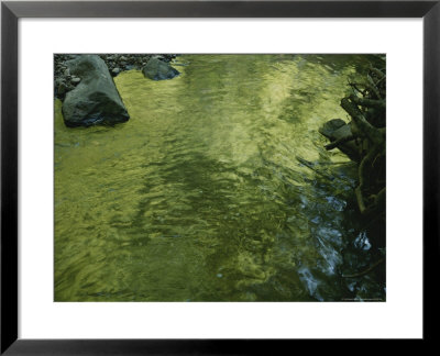Light Reflected On The Surface Of A Stream by Todd Gipstein Pricing Limited Edition Print image