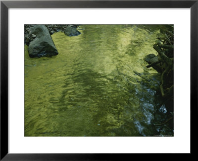 Light Reflected On The Surface Of A Stream by Todd Gipstein Pricing Limited Edition Print image