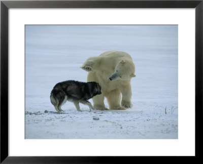 Churchill, Manitoba, Canada by Norbert Rosing Pricing Limited Edition Print image