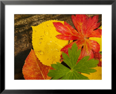 Close-Up Of Autumn Leaves, Santa Fe, New Mexico, Usa by Ralph Lee Hopkins Pricing Limited Edition Print image