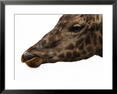 Captive Giraffe Licking Its Lips At Meal-Time, Providence Zoo, Providence, Rhode Island by Darlyne A. Murawski Pricing Limited Edition Print image