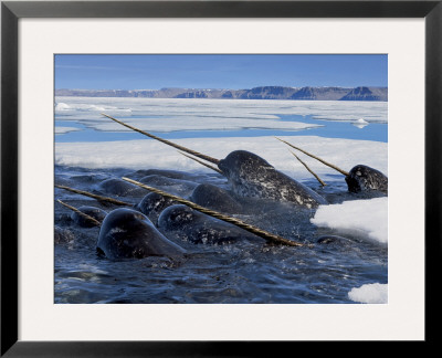 A Pod Of Male Narwhals Gather At The Arctic Ice Edge To Eat Cod by Paul Nicklen Pricing Limited Edition Print image