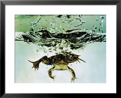 Frog Jumping Into An Aquarium by Gjon Mili Pricing Limited Edition Print image