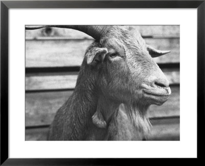 Portrait Of Red, A Judas Goat Who Leads Sheep Into The Slaughter House by William Vandivert Pricing Limited Edition Print image
