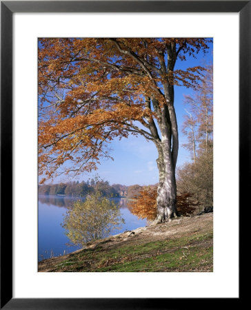 Lake, Virginia Water, Windsor Great Park, Berkshire, England, United Kingdom by Roy Rainford Pricing Limited Edition Print image