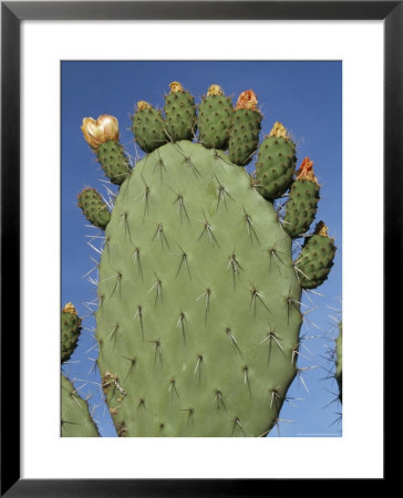 Close-Up Of A Prickly Pear (Opuntia) Cactus In Flower, Sardinia, Italy by Tony Waltham Pricing Limited Edition Print image