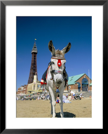 Seaside Donkey On Beach With Blackpool Tower Behind, Blackpool, Lancashire, England by Steve & Ann Toon Pricing Limited Edition Print image