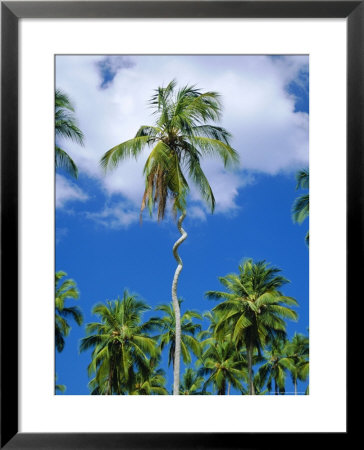 Twisted Palm Tree, Zanzibar, Tanzania by Gavin Hellier Pricing Limited Edition Print image