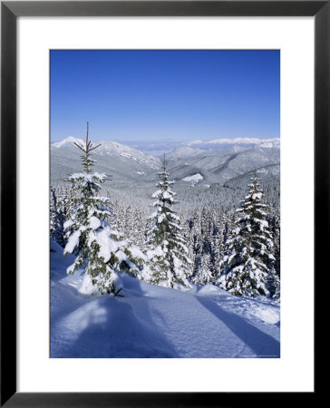 Snow Covered Pines In The Demanovska Valley, Low Tatra Mountains, Slovakia, Europe by Richard Nebesky Pricing Limited Edition Print image