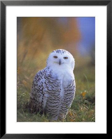 Snowy Owl, Alaska, Usa by David Tipling Pricing Limited Edition Print image
