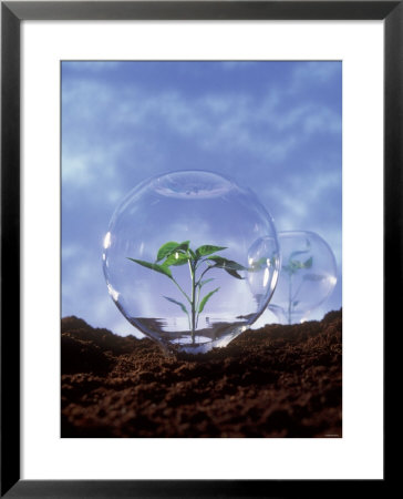 Plant Protection: Young Plant Under Glass Dome by Roland Krieg Pricing Limited Edition Print image