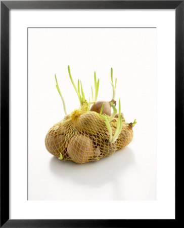 White Onions (With Shoots) In Net by Klaus Arras Pricing Limited Edition Print image