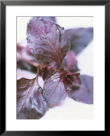 Red Basil by David Loftus Pricing Limited Edition Print image