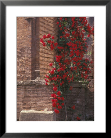 The Roman Forum In The Center Of Ancient Rome, Italy by Connie Ricca Pricing Limited Edition Print image