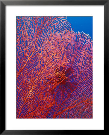 Fan Coral, West New Britain, Papua New Guinea by Michele Westmorland Pricing Limited Edition Print image