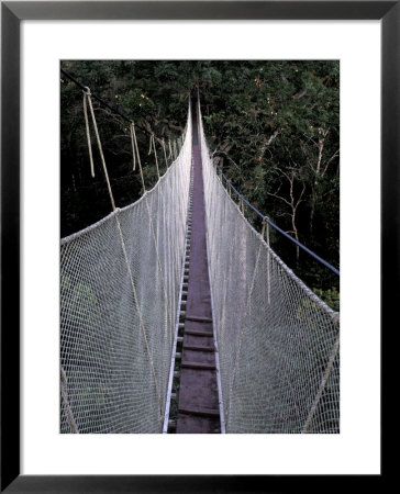 Canopy Walkway In The Peruvian Rainforest, Sucusari River Region, Peru by Gavriel Jecan Pricing Limited Edition Print image