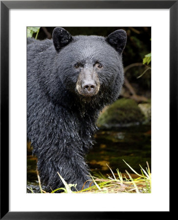 Portrait Of Black Bear, Princess Royal Island, British Columbia, Canada by Eric Baccega Pricing Limited Edition Print image