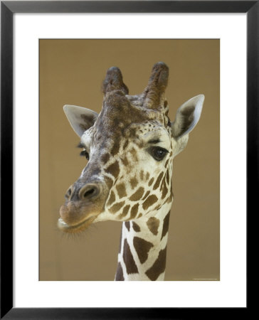 Reticulated Giraffe Makes A Slanted Grin At The Henry Doorly Zoo, Nebraska by Joel Sartore Pricing Limited Edition Print image