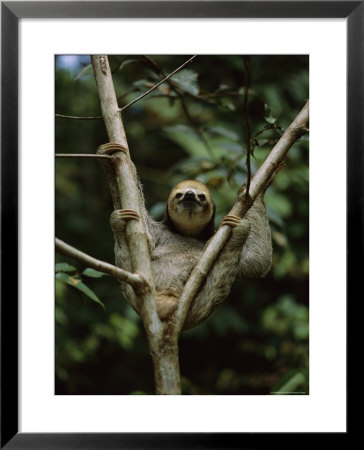 Three-Toed Sloth Nestles In The Crotch Of A Young Tree, Costa Rica by Mattias Klum Pricing Limited Edition Print image