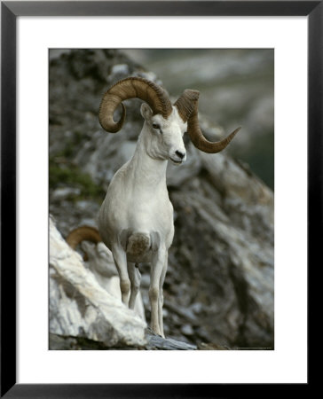 Dall's Sheep Ram Stands On A Rocky Slope by Paul Nicklen Pricing Limited Edition Print image