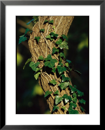 Ivy Growing Along A Tree Trunk by Raymond Gehman Pricing Limited Edition Print image