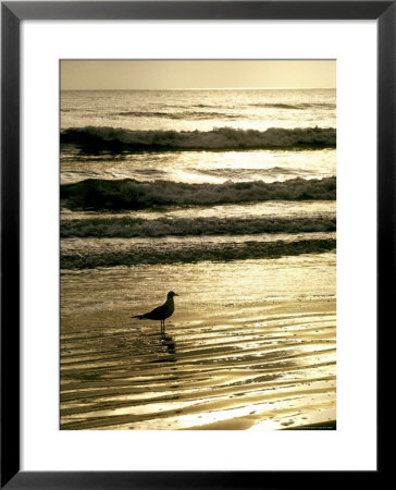 Gull Stands In The Atlantic Ocean's Surf At Sunset by Rex Stucky Pricing Limited Edition Print image