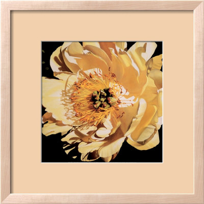 Yellow Peony by Jennifer Harmes Pricing Limited Edition Print image