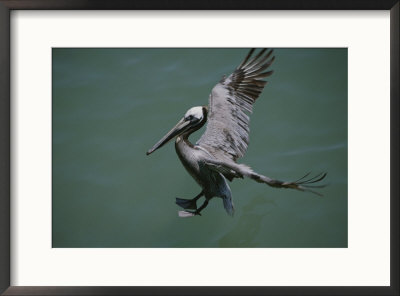 Brown Pelican Coming In For A Landing by Marc Moritsch Pricing Limited Edition Print image