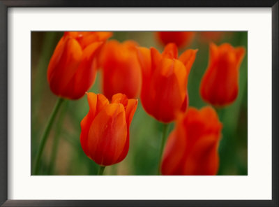 Red Tulips by James P. Blair Pricing Limited Edition Print image