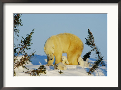 Polar Bear Triplets Play By The Side Of Their Mother by Norbert Rosing Pricing Limited Edition Print image