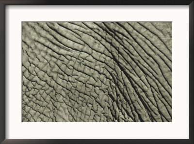 A Close View Of An African Elephants Skin by Bobby Model Pricing Limited Edition Print image