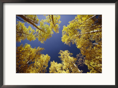View Straight Up At The Sky Through A Golden Canopy Of Aspen Trees by George F. Mobley Pricing Limited Edition Print image