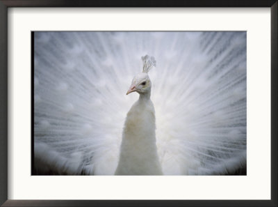 A White Peacock, Pavo Sp by Joel Sartore Pricing Limited Edition Print image