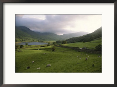 Scenic View Of Englands Lake District With A Field Of Grazing Sheep by Annie Griffiths Belt Pricing Limited Edition Print image