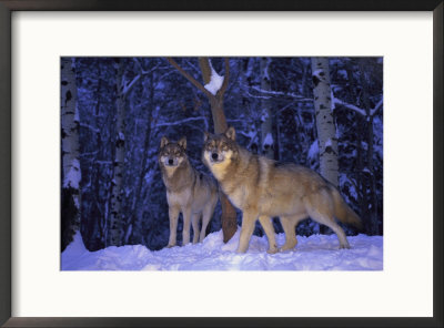 Gray Wolves In The New-Fallen Snow At The International Wolf Center by Joel Sartore Pricing Limited Edition Print image