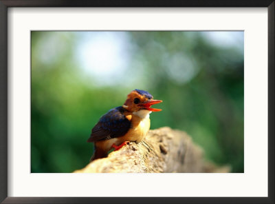 Pygmy Kingfisher by Beverly Joubert Pricing Limited Edition Print image