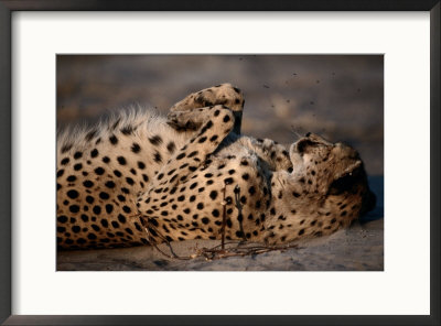 Not Even A Swarm Of Flies Disturbs An African Cheetahs After-Dinner Catnap by Chris Johns Pricing Limited Edition Print image