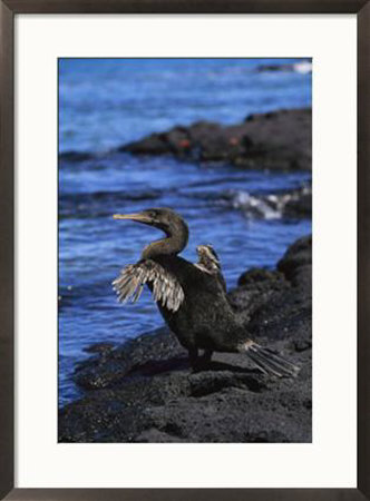 Galapagos Flightless Cormorant Bird by Steve Winter Pricing Limited Edition Print image