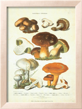 Fungi I by Anton Hartinger Pricing Limited Edition Print image